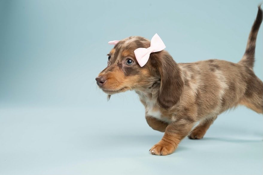 Miniature dachshund puppy portrait